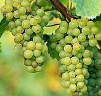 TP Vineyards - Accommodation NT