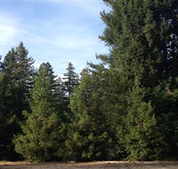 Pialligo Redwood Forest - Accommodation NT