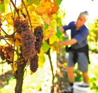 Native Point Wines - Accommodation NT