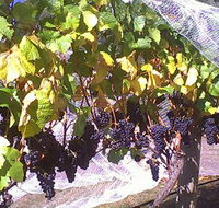 Palmara Vineyard - Accommodation NT