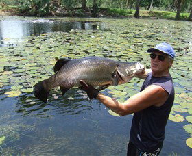 Barra Feeding - Accommodation NT 0