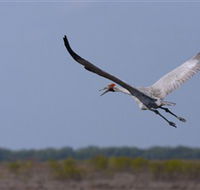 Gayngaru Wetlands Interpretive Walk - Accommodation NT