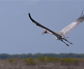 Gayngaru Wetlands Interpretive Walk - Accommodation NT 0