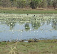 Leaning Tree Lagoon Nature Park - Accommodation NT