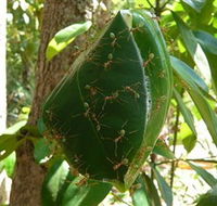 Greenant Creek Walk - Accommodation NT