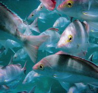 The Scottish Prince Dive Site - Accommodation NT