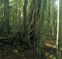 Lamington National Park Binna Burra Section - Accommodation NT