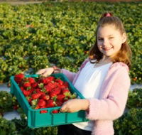 Strawberry Fields - Accommodation NT