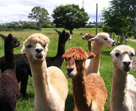 Banyandah Alpacas - Accommodation NT 0
