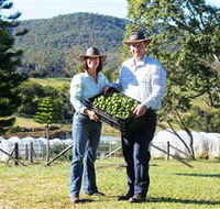 Hinterland Feijoas - Accommodation NT