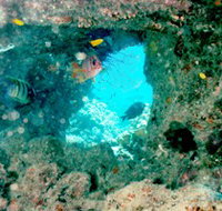 Michaelmas Cay Dive Site - Accommodation NT