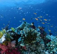 Southern Small Detached Reef Dive Site - Accommodation NT