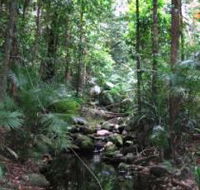 Mossman Gorge Rainforest Circuit Track Daintree National Park - Accommodation NT