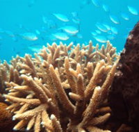 Normanby Reef - Accommodation NT