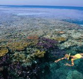 Split Bommie Dive Site - Accommodation NT