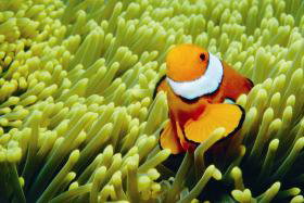 Cairns QLD Accommodation NT