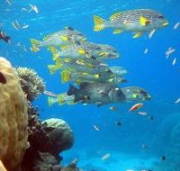 Coral Gardens Dive Site Flynn Reef - Accommodation NT