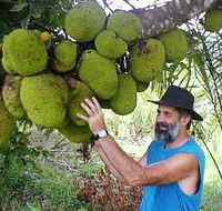 Cape Trib Exotic Fruit Farm - Accommodation NT