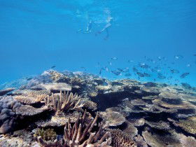 Australian Institute Of Marine Science - Accommodation NT 0