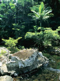 Conway State Forest - Accommodation NT 0