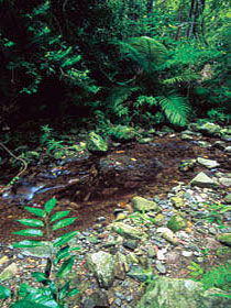 Wompoo Walk - Accommodation NT 0