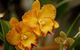 Queens Park - Orchid House - thumb 0