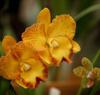 Queens Park - Orchid House - Accommodation NT