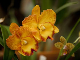 Queens Park - Orchid House - Accommodation NT 0