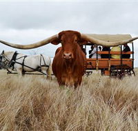 Texas Longhorn Wagon Tours and Safaris - Accommodation NT