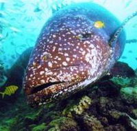 Lady Musgrave Island Dive Sites - Accommodation NT