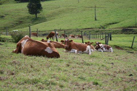 Maleny Dairies - Accommodation NT 4