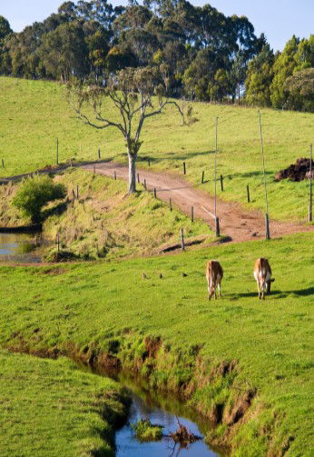 Maleny Dairies - Accommodation NT 6