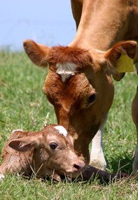 Maleny Dairies - Accommodation NT 7