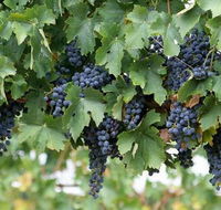 South Burnett Wine Trail - NT Tourism