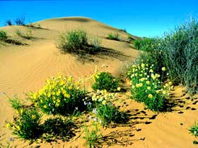 Simpson Desert National Park - Accommodation NT 0