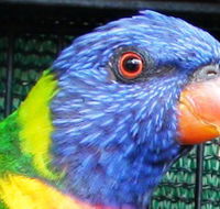 Fraser Coast Wildlife Sanctuary - Accommodation NT