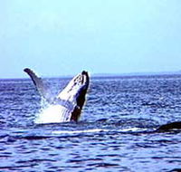 Whale Watching - Accommodation NT