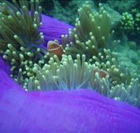 The Lady Bowen Dive Site - Accommodation NT