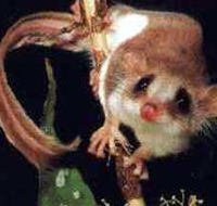 Carrowong Fauna Sanctuary - Accommodation NT