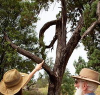 Charleville - Outback Native Timber Walk - Accommodation NT