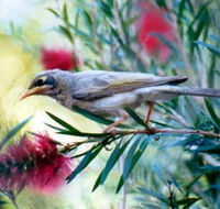 Windorah Nature Drive - Accommodation NT