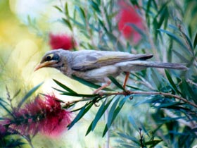 Windorah Nature Drive - Accommodation NT 0