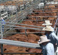 Dalrymple Sales Yards - Cattle Sales - Accommodation NT