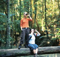 Birdwatching on the Fraser Coast - Accommodation NT