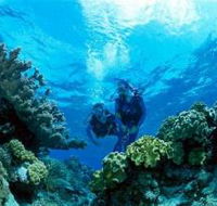 Coral Gardens Dive Site - Accommodation NT