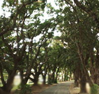 Mango Avenue - Accommodation NT