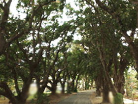Mango Avenue - Accommodation NT 0
