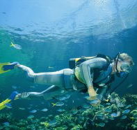 Manta Ray Bommie Dive Site - Accommodation NT