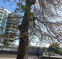 The Leichhardt Tree - Accommodation NT