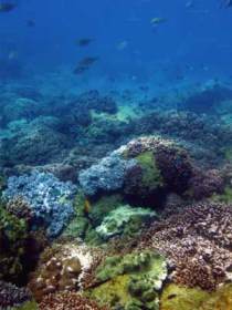 Hoffman's Rocks Dive Site - Accommodation NT 0